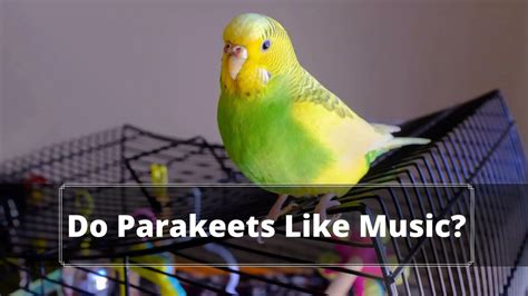 Do Parakeets Like Music? And The Impact of Rhythm and Harmony on Their Daily Life